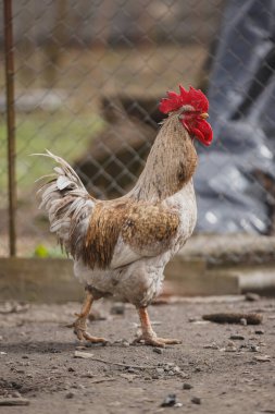 Parlak kırmızı taraklı ve boynuzlu horoz güneşli çiftlik bahçesinde duruyor kırsal kümes hayvanları, çiftçilik ve organik çiftlik hayvanları sergiliyor.