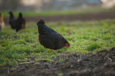 Yeşil çimlerde yiyecek için gagalayan siyah tavuk ve taze sürülmüş toprak, arka planda diğer tavuklar görünür