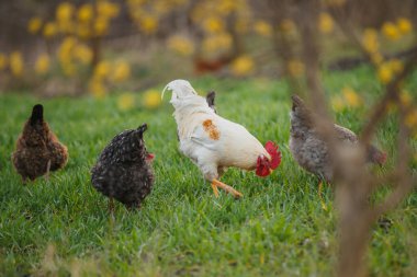 Çiftlik tavukları ve gururlu bir horoz taze yeşil çimlerde özgürce otluyor, sağlıklı yaşam ve organik tarımı sembolize ediyor.