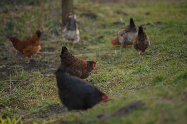 Doğal ve organik çiftçiliği vurgulayarak, kırsal bir ortamda yürüyen ve yiyecek için gagalayan bir grup evcil tavuk