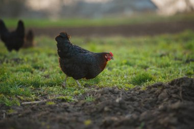Çimenli bir tarlada ilerleyen siyah tavuk doğal, organik tarım ortamında besin buluyor.