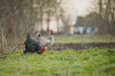 İki benekli tavuk, bir horoz ve bir tavuk, arka planda kırsal bir çiftlik binası olan taze yeşil çimlerde yiyecek arıyorlar.