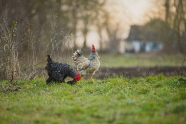 Kırsal kesimde, yeşil çimlerde yiyecek arayan iki evcil tavuk ve bulanık bir arka plan.