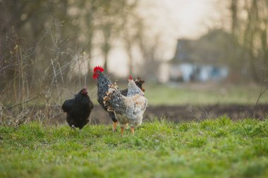 Serbest çiftlik tavukları, bir siyah tavuk ve bir desenli horoz ve tavuk, taze yeşil çimlerde otlayan, çiftçilik kavramı