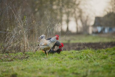 Taze yeşil çimenlerde yürüyen renkli horozlar ve tavuklar doğal yaşam alanındaki kırsal bir çiftlikte özgürlüğün tadını çıkarıyorlar.