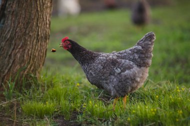 Gri tavuk boynunu uzatıp düşen bir lokmayı kapar. Bu sırada da yeşil çimlerin içinde, özgür bir çiftlik çiftliğinde avlanır.