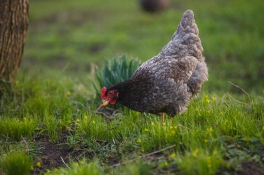 Gri tavuk yemyeşil çimlerde besin arıyor serbest bir çiftlikte, kırsal alanda doğal kümes hayvanı davranışı