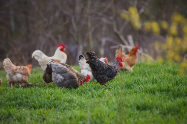 Doğal bir çiftlik ortamında yiyecek arayan, organik çiftçiliği ve sağlıklı yaşamı destekleyen bir grup çiftlik kuşu.