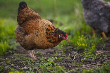 Siyah tüylü kahverengi evcil tavuk yeşil çimlerde ve toprakta yemek için gagalıyor. Organik tarım ve çiftlik hayvanları kavramı