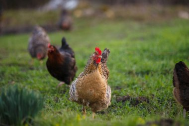 Benekli tavuk dost tavuklara öncülük ediyor, güneşli bir günde taze yeşil çimlerde yürüyor ve yiyecek arıyor. Çiftlik hayvanları doğal yaşam alanının tadını çıkarıyorlar.