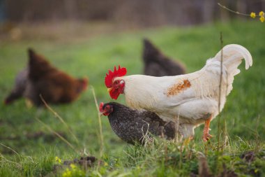Beyaz horoz ve benekli tavuk yeşil çayırlarda yiyecek arıyorlar. Arka planda otlayan diğer tavuklar