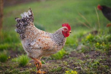 Kırmızı taraklı çiftlik horozu yeşil tarlada zarif bir şekilde duruyor, tarım ve evcil kümes hayvanlarını gösteriyor.