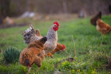 Aralarında benekli horoz ve kahverengi tavukların da bulunduğu bir grup tavuk kırsal alanda taze yeşil çimenler üzerinde yiyecek arıyorlar.