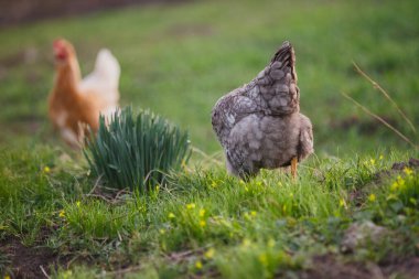 Gri tavuk yemyeşil kırsal alanda yiyecek arıyor. Arka planda açık kahverengi bir tavuk var.