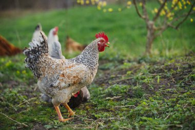 Benekli tüyleri olan erkek tavuk arka planda diğer kümes hayvanlarıyla birlikte sağlıklı bir otlak ortamını keşfediyor.