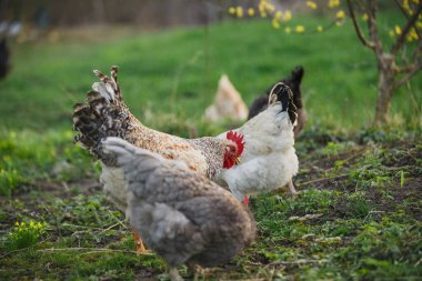 Baharda güneşli bir kırsal alanda yeşil çimenleri yiyecek ve gagalayacak özgür tavuklar, huzurlu ve doğal bir manzara.