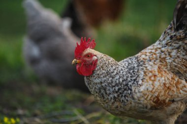 Canlı kırmızı tarağı ve gıdısı olan sağlıklı horoz doğal ve kırsal bir çevrede yiyecek arıyor. Çiftlik hayvanları tavuğu