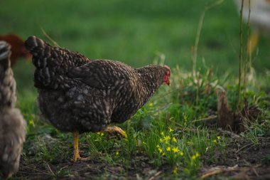 Serbest bir çiftlikte gezen ve yiyecek bulan yasaklı kaya tavuğu, doğal hayvan çiftliği sergiliyor.