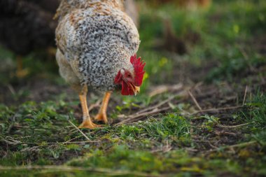 Organik bir çiftlikte yiyecek arayan çiftlik horozu kırsal kesiminde doğal davranışlar sergiliyor.