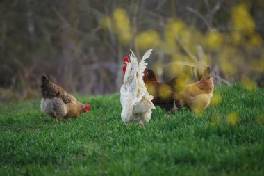 Beyaz bir horoz ve tavuklar da dahil olmak üzere evcil kuşlar gün ışığında canlı yeşil bir alanda yiyecek arıyorlar.