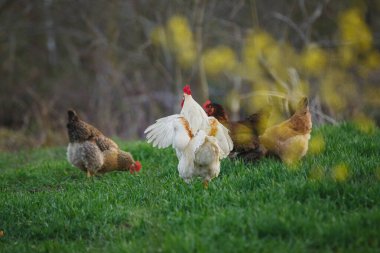Serbest çiftlikte yaşayan tavuklar ve horozlar güneş ışığında kırsal alanda dolaşır, organik bir çiftlikte canlı yeşil otların tadını çıkarır ve ararlar.