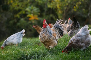 Horoz, yemyeşil çimenleri gagalayan bir tavuk sürüsünü yönetiyor. Gündüz vakti açık havada bir çiftlik ortamının tadını çıkarıyor.