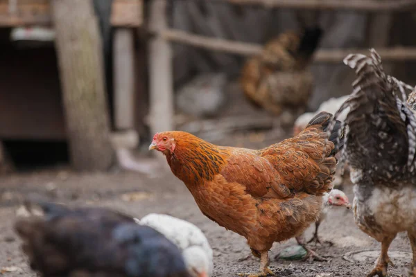 Bulanık arka planda diğer tavuklarla birlikte kırsal bir çiftlikteki toprak zeminde yiyecek arayan evcil bir kuş.