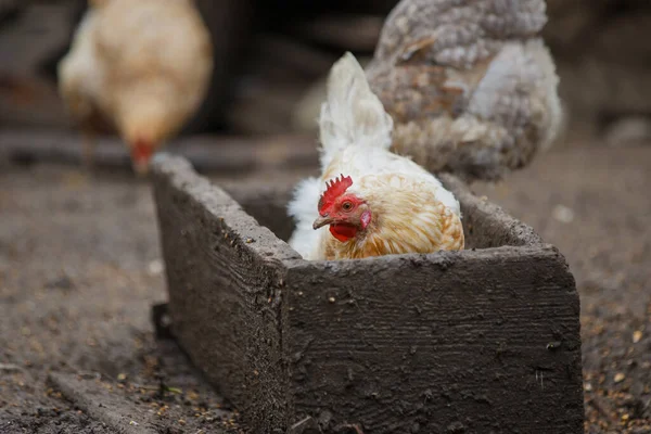 Beyaz tavuk el yapımı ahşap bir yalakta oturuyor. Kümes hayvanlarını, çiftlik hayvanlarını ve kırsal yaşamı temsil ediyor.