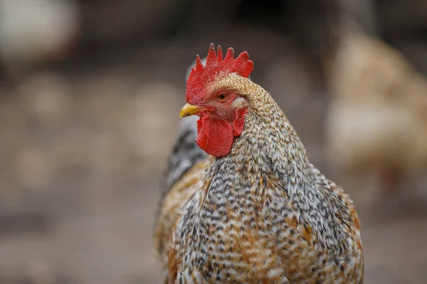 Tüyleri desenli bir horoz ve dışarıda duran kırmızı bir tarak. Çiftlik hayvanı dikkatli bakıyor.