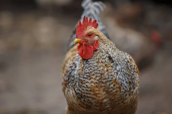 Benekli horoz canlı kırmızı tarak ve gerdanlarla organik bir çiftlikte duruyor, serbest çiftliğin yakın plan kümes hayvanları portresi