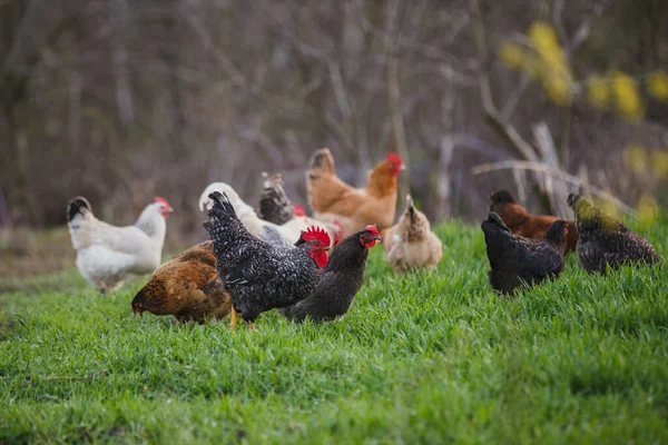 Kırsal bir çiftlikte taze yeşil otlağın tadını çıkaran çeşitli renkli tavuk ve horozlar, organik hayvan refahını simgeliyor.