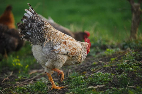 Yetişkin tavuk yeşil çimenli bir çiftlik arazisinde geziyor ve yiyecek arıyor. Organik tarım ve hayvancılık kavramı