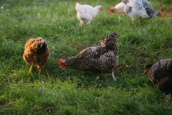 Tavuklar gagalıyor ve taze yeşil çimlerde yürüyor, açık otlağın tadını çıkarıyor. Organik tarım ve sağlıklı yaşam tarzı konsepti