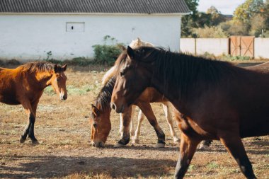Kurak bir otlakta ayakta duran ve kuru otları yiyen atlar, çiftlik hayatını ve açık havada hayvancılık göstermektedir.