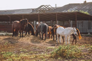 Evcil atlar birlikte duruyor, tozlu kuru bir çiftlik otlağında saman yiyorlar ve ek binalar sıcak güneş ışığı altında.