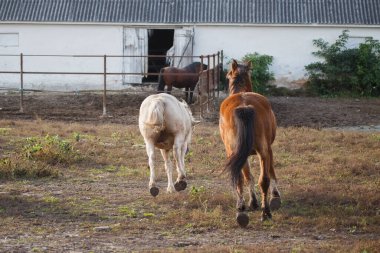 Atlar kuru bir tarladan bir çiftlikteki ahır binasına doğru yürüyorlar. Evcil hayvanları tasvir eden kırsal kesim
