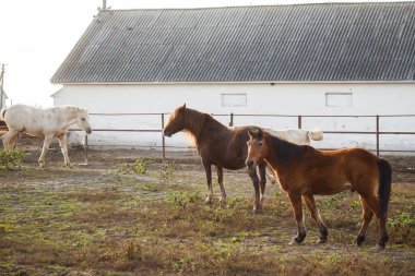 Evcil atlar, bir çiftlik binasının yanındaki çitlerle çevrili bir çayırda durup yürüyor, çiftlik hayvanlarını canlandırıyorlardı.