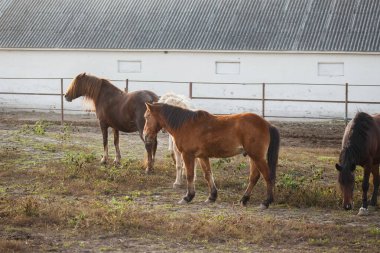 Evcil atlar, sarkık çatılı beyaz bir ahır binasının yanındaki açık havada otları yiyorlar.