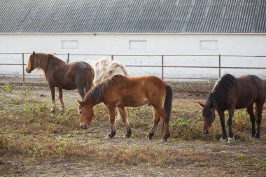 Farklı renklerde dört at ayakta duruyor ve arka planda bir bina bulunan kırsal bir çiftlikteki seyrek çimlerle besleniyor.