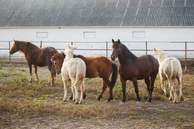 Beyaz bir ahırın yakınındaki kuru bir otlakta, kırsal alanda otlayan ve dinlenen çeşitli paltolu atlar.