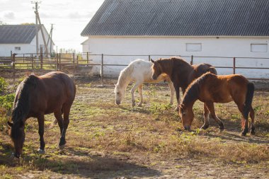 Farklı ceket renklerine sahip atlar, güneşli bir çiftlikte güneşli bir günde çitle çevrili bir yerde yavaşça ot yiyorlar.