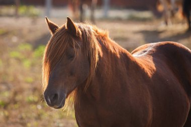 Kahverengi at, kapalı gözlerle rahat duruyor. Sıcak güneş ışığıyla arkadan aydınlatılıyor. Yelesini, başını ve boynunu gösteriyor.