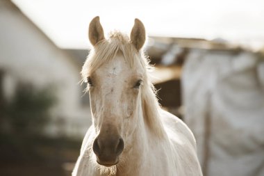 Beyaz at kameraya bakıyor, çiftlikte altın saat ışığıyla dikiliyor. At güzelliği ve evcil hayvan konseptine odaklanıyorum.