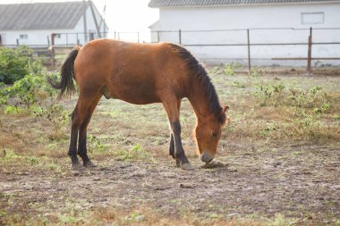 Koyu renk yeleli ve kuyruklu kahverengi at arka planda binaları olan kırsal bir çayırda seyrek kuru çimlerde otluyor.