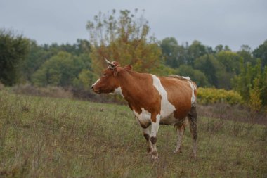 Kuru bir tarlada özgürce dolaşan kahverengi ve beyaz inek. Çiftlik hayvanlarıyla tarım ve tarım kavramı