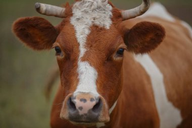 Çiftlikteki yakın plan inek portresi, yüzünü, boynuzlarını ve kulaklarını gösteriyor, çiftlik hayvanlarını, tarım ve hayvan refahını simgeliyor.
