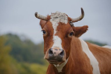 Kahverengi ve beyaz inek kırsal bir çayırda otluyor, yüzünü ve küçük boynuzlarını yumuşak doğal bir arka planda gösteriyor.