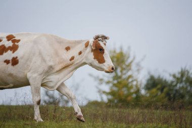 Beyaz ve kahverengi benekli inek yeşil çimen tarlasında etkin bir şekilde yürüyor. Ağaçlar ve gökyüzü arka planda.