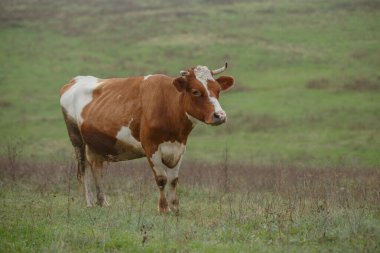 İnek kırsal bir alanda yeşil ve kuru çimlerin arasında tek başına duruyor, doğru bakıyor, çiftlik hayatını ve tarımı temsil ediyor.