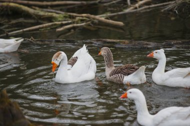 Doğal bir gölette birlikte yüzen evcil kazlar. Su kuşları su yüzeyinde dalgalanmalar yaratıyor.